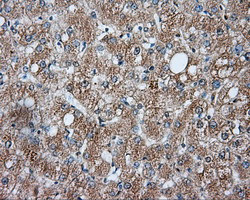 LIPG Antibody in Immunohistochemistry (Paraffin) (IHC (P))