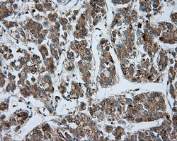 LIPG Antibody in Immunohistochemistry (Paraffin) (IHC (P))