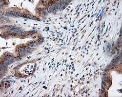 LIPG Antibody in Immunohistochemistry (Paraffin) (IHC (P))