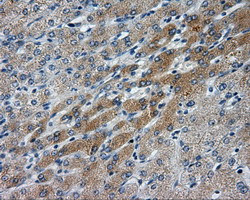 LIPG Antibody in Immunohistochemistry (Paraffin) (IHC (P))