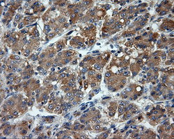 LIPG Antibody in Immunohistochemistry (Paraffin) (IHC (P))