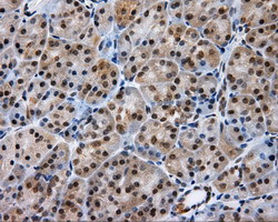 LIPG Antibody in Immunohistochemistry (Paraffin) (IHC (P))