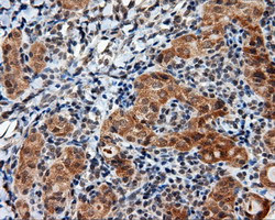 LIPG Antibody in Immunohistochemistry (Paraffin) (IHC (P))