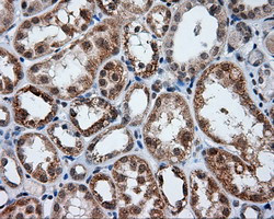 LIPG Antibody in Immunohistochemistry (Paraffin) (IHC (P))