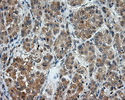 LIPG Antibody in Immunohistochemistry (Paraffin) (IHC (P))