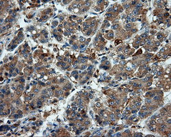 LIPG Antibody in Immunohistochemistry (Paraffin) (IHC (P))