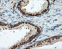 LIPG Antibody in Immunohistochemistry (Paraffin) (IHC (P))