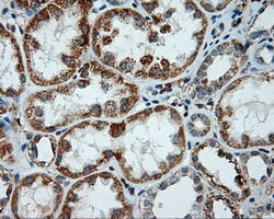 LIPG Antibody in Immunohistochemistry (Paraffin) (IHC (P))