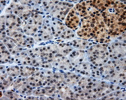 LIPG Antibody in Immunohistochemistry (Paraffin) (IHC (P))