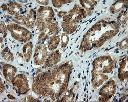 LIPG Antibody in Immunohistochemistry (Paraffin) (IHC (P))