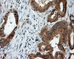 LIPG Antibody in Immunohistochemistry (Paraffin) (IHC (P))