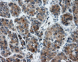 LIPG Antibody in Immunohistochemistry (Paraffin) (IHC (P))