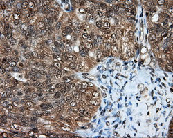 LIPG Antibody in Immunohistochemistry (Paraffin) (IHC (P))