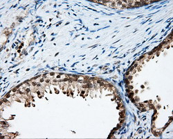 LIPG Antibody in Immunohistochemistry (Paraffin) (IHC (P))