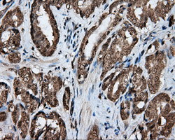 LIPG Antibody in Immunohistochemistry (Paraffin) (IHC (P))