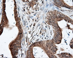 LIPG Antibody in Immunohistochemistry (Paraffin) (IHC (P))