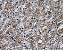 LIPG Antibody in Immunohistochemistry (Paraffin) (IHC (P))