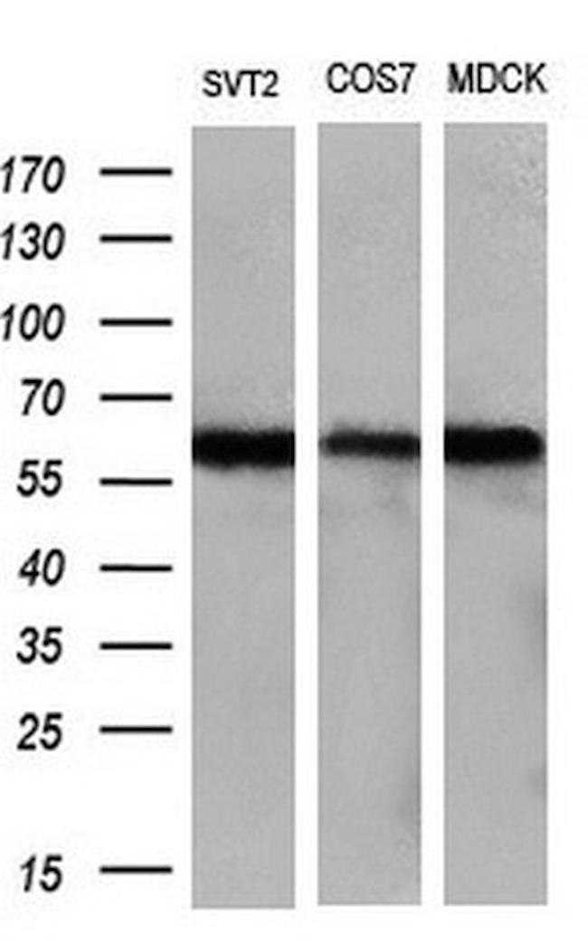 LIPG Antibody in Western Blot (WB)