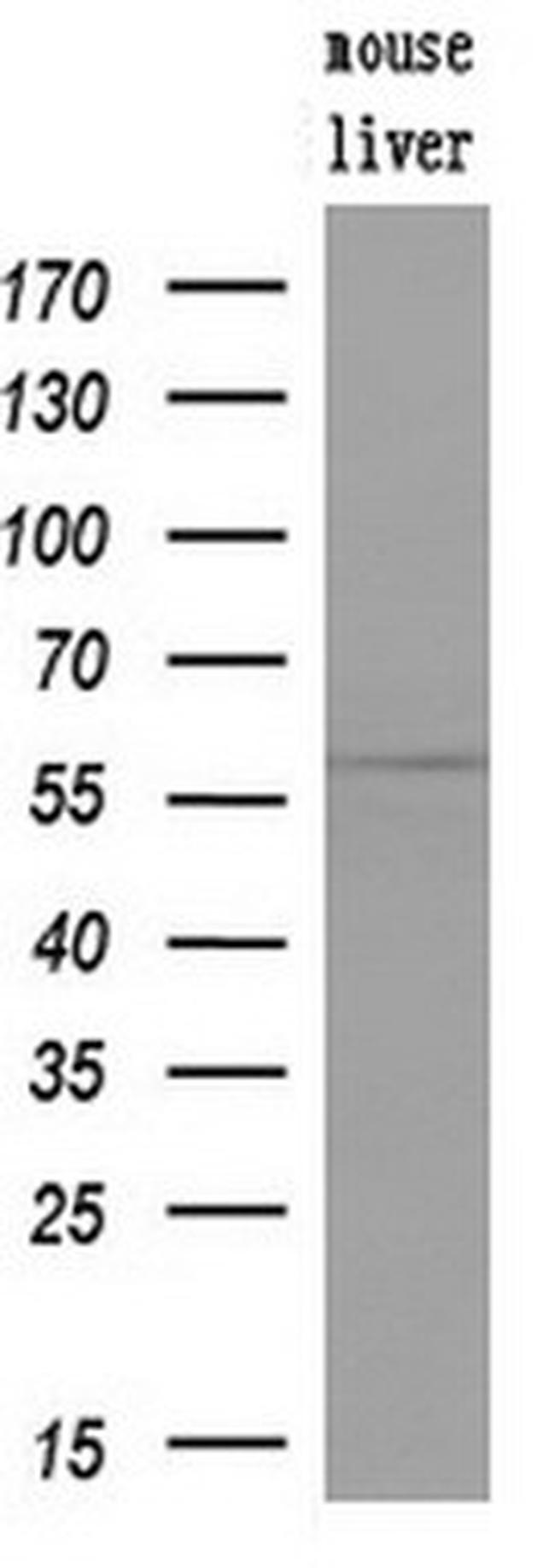 LIPG Antibody in Western Blot (WB)