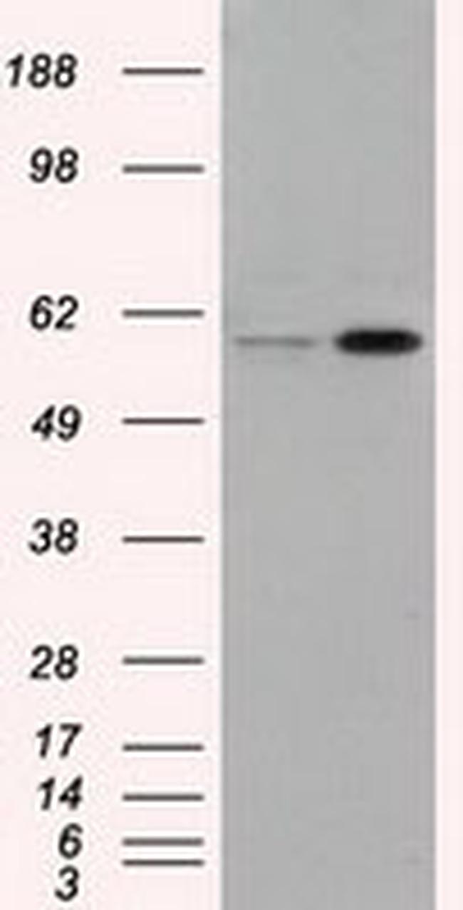 LIPG Antibody in Western Blot (WB)