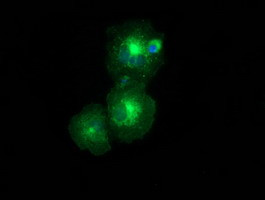 LMAN1 Antibody in Immunocytochemistry (ICC/IF)