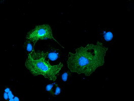 LMAN1 Antibody in Immunocytochemistry (ICC/IF)