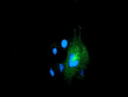 LMAN1 Antibody in Immunocytochemistry (ICC/IF)