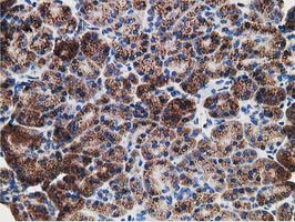 LMAN1 Antibody in Immunohistochemistry (Paraffin) (IHC (P))