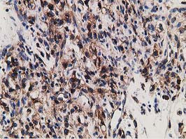 LMAN1 Antibody in Immunohistochemistry (Paraffin) (IHC (P))