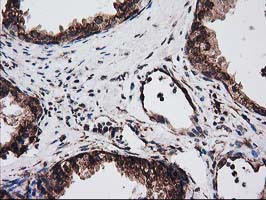 LMAN1 Antibody in Immunohistochemistry (Paraffin) (IHC (P))