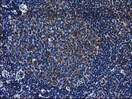 LMAN1 Antibody in Immunohistochemistry (Paraffin) (IHC (P))