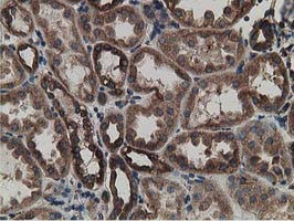 LMAN1 Antibody in Immunohistochemistry (Paraffin) (IHC (P))