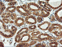 LMAN1 Antibody in Immunohistochemistry (Paraffin) (IHC (P))