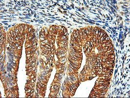 LMAN1 Antibody in Immunohistochemistry (Paraffin) (IHC (P))