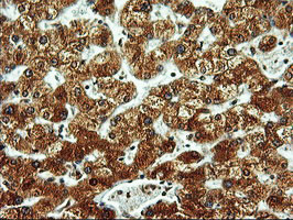 LMAN1 Antibody in Immunohistochemistry (Paraffin) (IHC (P))