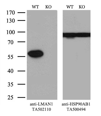 LMAN1 Antibody