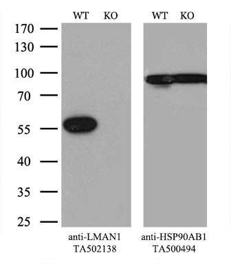 LMAN1 Antibody