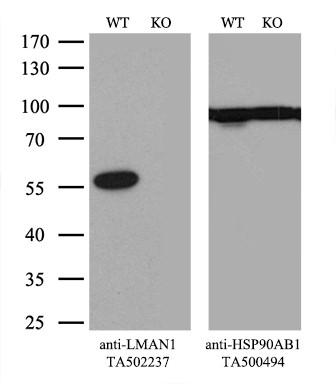 LMAN1 Antibody