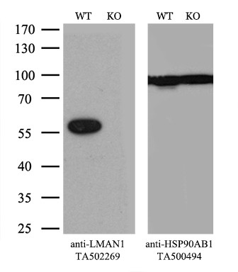 LMAN1 Antibody