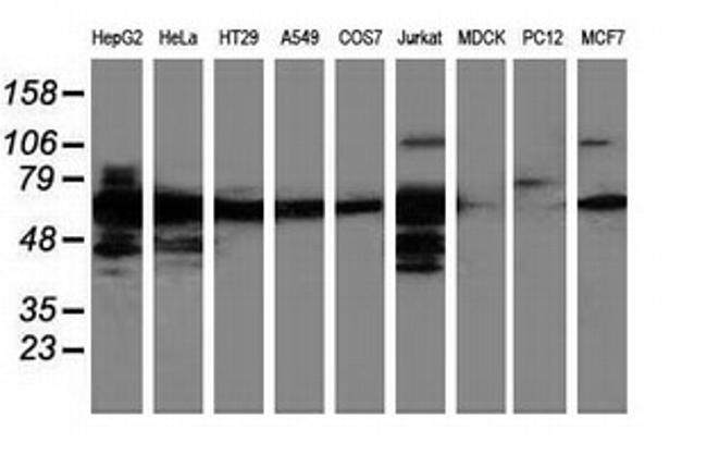 LMAN1 Antibody in Western Blot (WB)