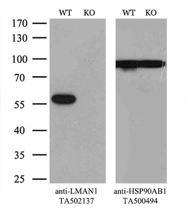 LMAN1 Antibody in Western Blot (WB)
