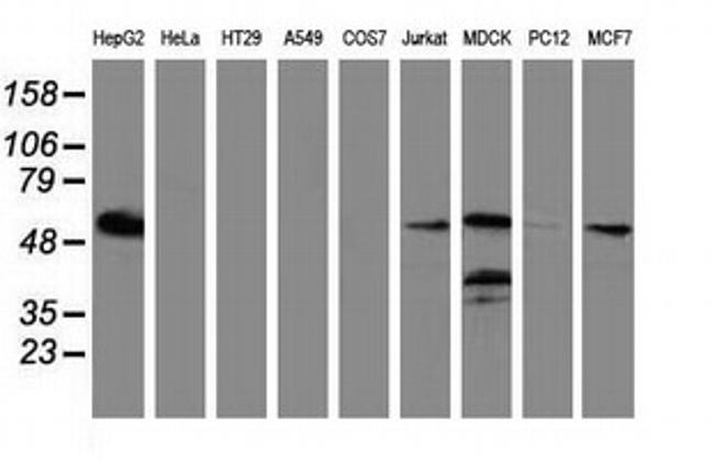 LMAN1 Antibody in Western Blot (WB)