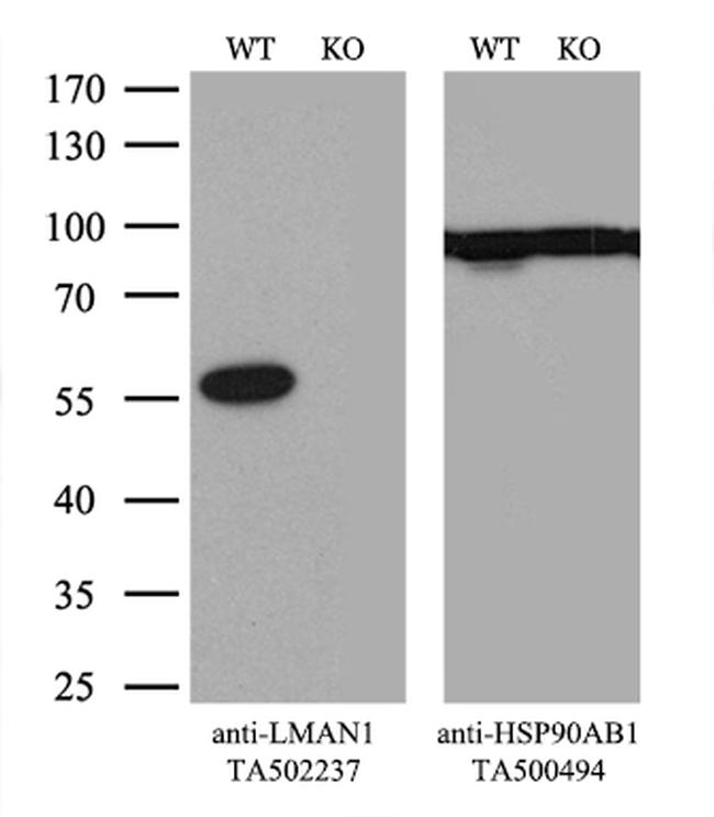 LMAN1 Antibody in Western Blot (WB)