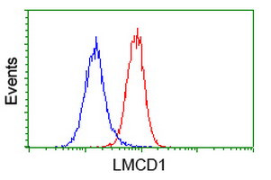 LMCD1 Antibody in Flow Cytometry (Flow)