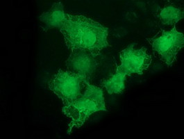 LMCD1 Antibody in Immunocytochemistry (ICC/IF)