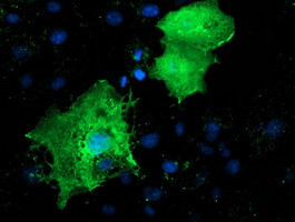 LMCD1 Antibody in Immunocytochemistry (ICC/IF)