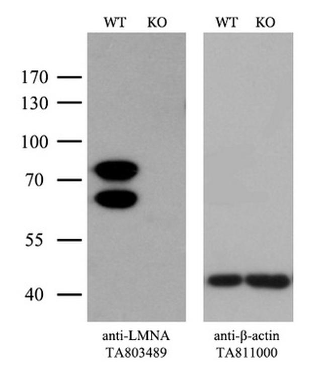 LMNA Antibody in Western Blot (WB)