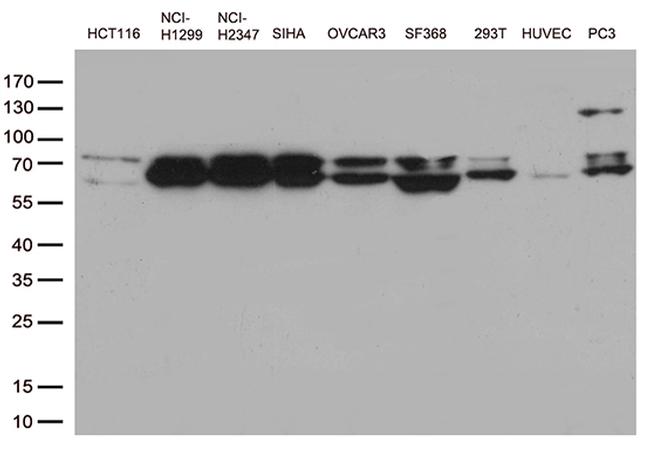 LMNA Antibody in Western Blot (WB)