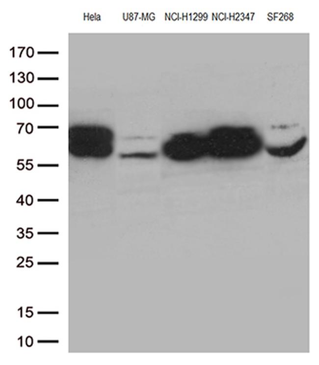 LMNA Antibody in Western Blot (WB)