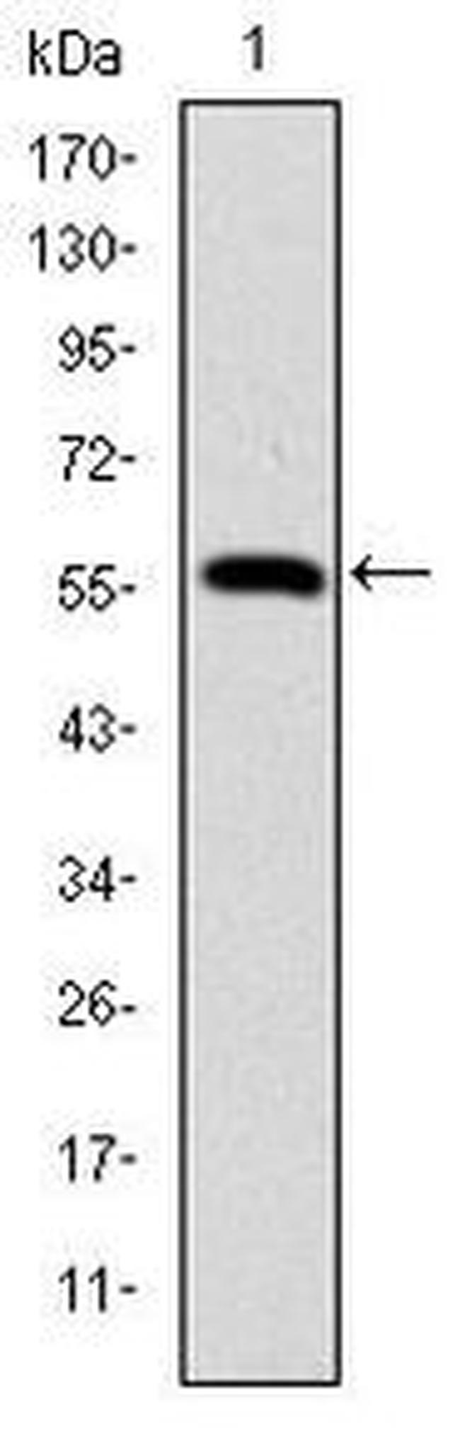 Lamin A/C Antibody in Western Blot (WB)